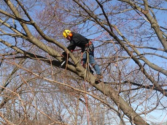 WE GO OUT ON A LIMB TO PRESERVE YOU TREES