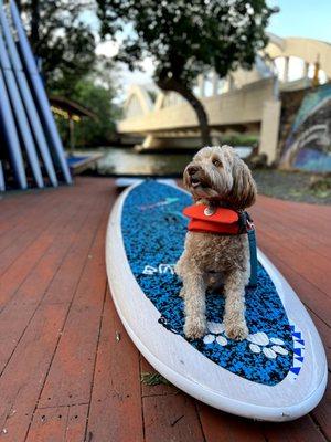 Finn getting familiar with the board on land before we go out