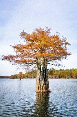 Ole jiggers Caddo lake Adventures