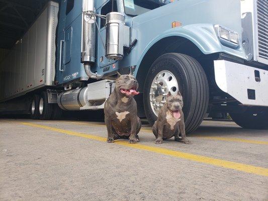 Bully Breed Logistics