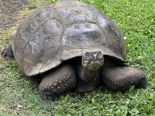 Galapagos