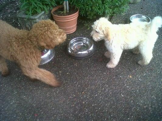 Yogi and his new doodle friend!