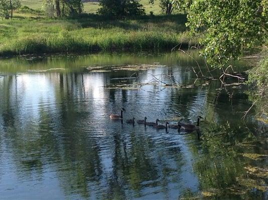 Fish pond