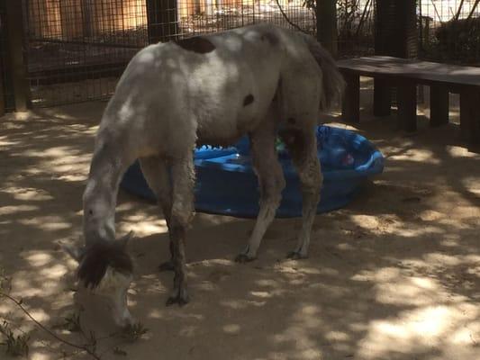 Paws On Petting Zoo