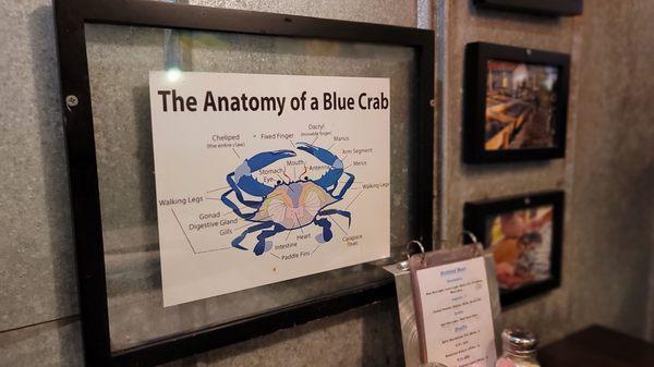 The anatomy of a blue crab?  I had no clue they didn't have a brain.