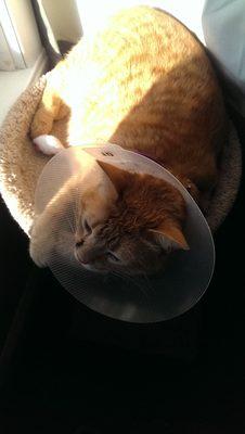 Buddy post-surgery, with sutures and cone. (And catty drugs!)