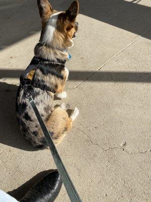 Excited for his grooming!