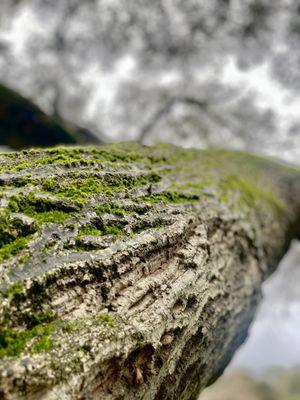 Moss on tree trunk.