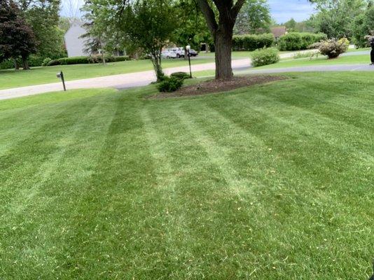 Weekly mowing