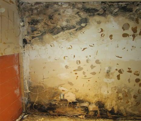 Be careful! Without proper training, you could be spreading mold throughout your home.