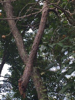 a limb from the tree they took down hanging in mid-air