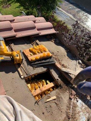 Beehive removal from inside a homeowners roof! Cutting into the roof was necessary for a proper removal.