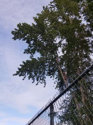 Tree service close to fence