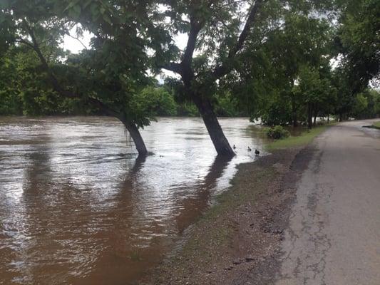 Up to the trees with water :(