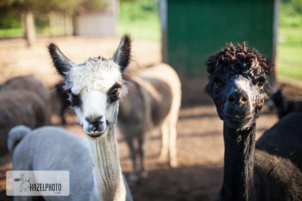 Llamas in love