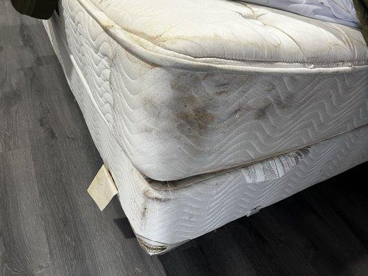 Bed bug stains