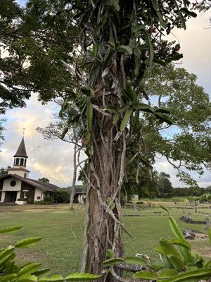 Liliuokalani Protestant Church