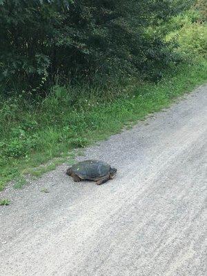 Huge turtle on trail!