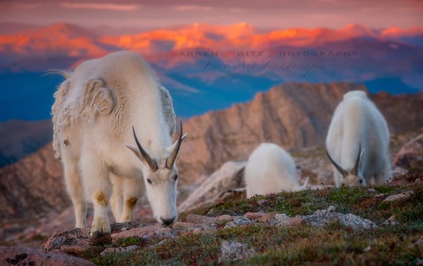 Mountain Goats at 14K feet above sea level in Colorado
 Fine Art Prints Available