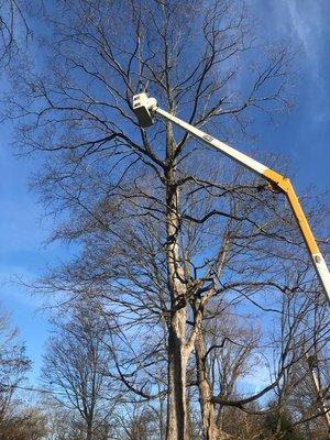 Deadwood pruning