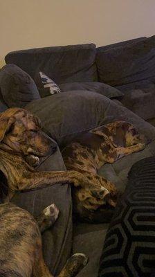 Boxer/Beagle/Terrier mix Willow with our Dachshund/Beagle mix Dottie