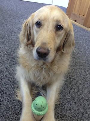 Izzy the Therapy Dog!