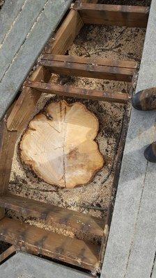 Tree removed from deck