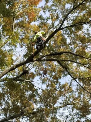 Tree trimming