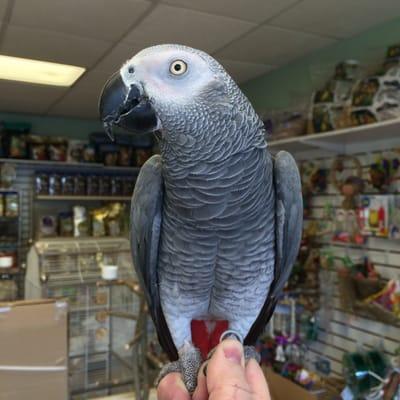 Congo African Grey Parrot