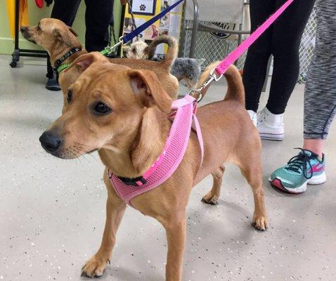 Adoptable pups are available to meet every Saturday afternoon or by appointment.