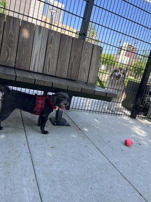 Small and large dogs can have put together through the fence