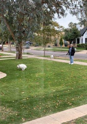 Extremely disrespectful Regency resident who lets his dogs poop in neighbors front yards and refuses to pick up.