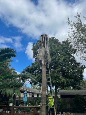 palm tree remove