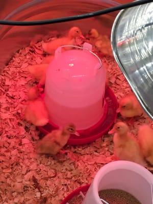 Baby chicks are here for the season!