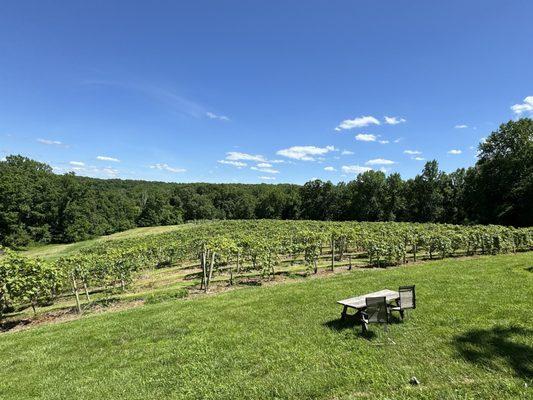 Vineyard View from the balcony