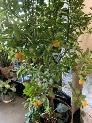 The orange tree they have growing in store!