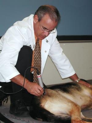 Dr. Brown, a Certified Canine Rehabilitation Practitioner, administering low-level laser therapy.