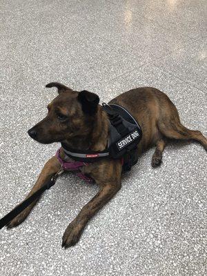 Dixie during our first training lesson at the Grove Arcade in Downtown Asheville.