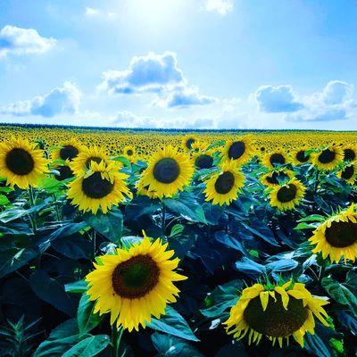 Sunflower Festival