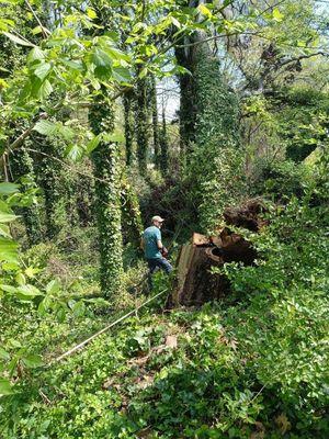 Cantrell Tree Service