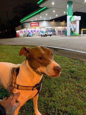 Daisy and Golden Gallon