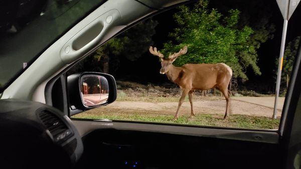 Gotta love late night runs to the Grand Canyon (Tusayan, AZ). Deer... Elk... you name it! Amazing to behold!