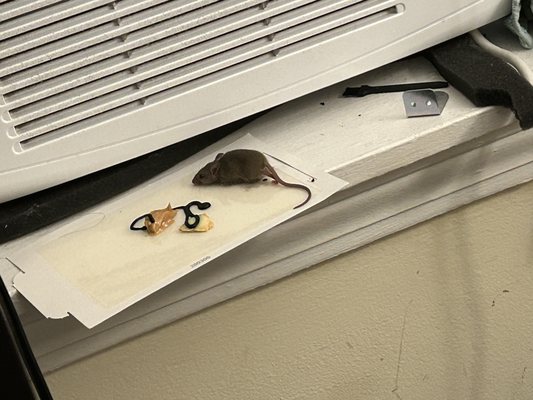 A mouse on a glue trap. The stuff on the trap is peanut butter. The black stuff is something that we purchased that helps to attract mice