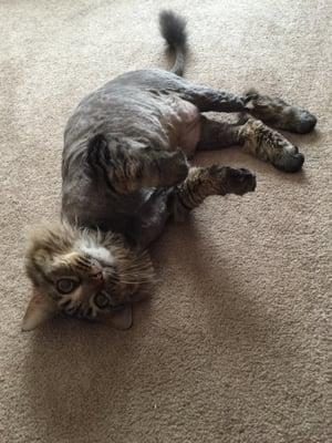 The lion after a lion cut