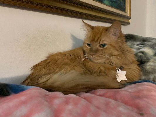 I'll jump up and take my favorite spot to hang out while you watch TV pumpkin cat is looking good