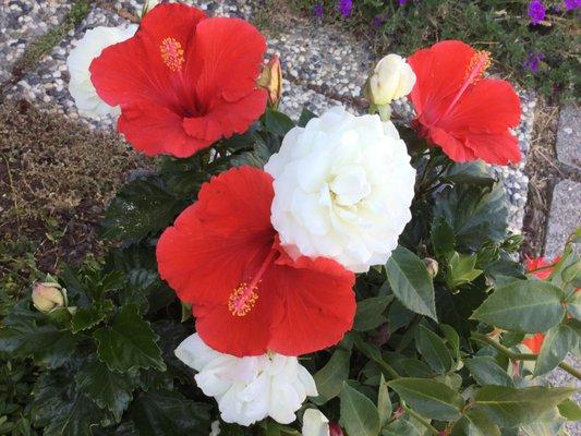 Snow White roses for Snow White Cleaners. Nicest people.