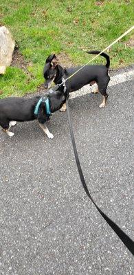 Benny's buddy, Poly, taking a walk together.