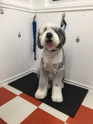 This is Gus a regular at furry friends hes part of the family  . Old English Sheep Dog