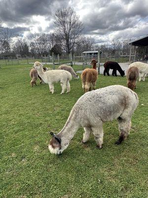 Alpaca Paradise Farm