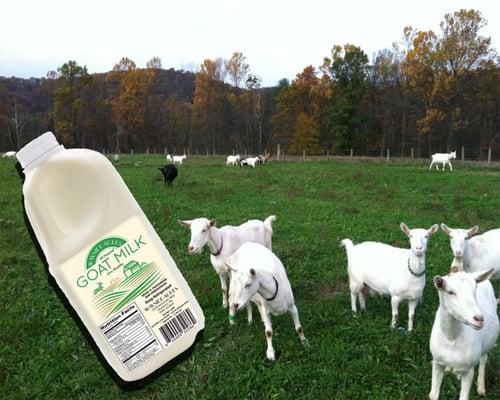 Cholov Yisroel Goat Milk Products